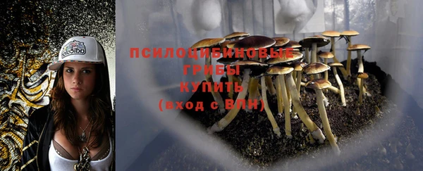 PSILOCYBIN Армянск